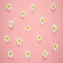 White and Yellow Flower on Pink Wall  screen for extension Chrome web store in OffiDocs Chromium