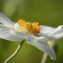 White anemone  screen for extension Chrome web store in OffiDocs Chromium