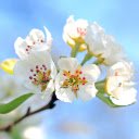 White apple blossom  screen for extension Chrome web store in OffiDocs Chromium