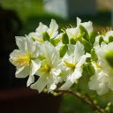 White apricot branch  screen for extension Chrome web store in OffiDocs Chromium