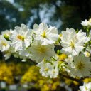 White apricot flowers bloom  screen for extension Chrome web store in OffiDocs Chromium
