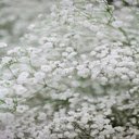 White baby flower wallpaper  screen for extension Chrome web store in OffiDocs Chromium