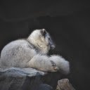 White bear cub  screen for extension Chrome web store in OffiDocs Chromium