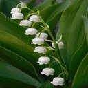 white bell flower wallpaper  screen for extension Chrome web store in OffiDocs Chromium