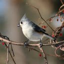 White bellied bird  screen for extension Chrome web store in OffiDocs Chromium