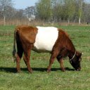 White Belly Cow  screen for extension Chrome web store in OffiDocs Chromium