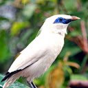 White bird and jade eyes  screen for extension Chrome web store in OffiDocs Chromium