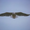 White Bird Flying in the Sky  screen for extension Chrome web store in OffiDocs Chromium
