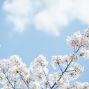White Blooms, Skys Gentle Hug  screen for extension Chrome web store in OffiDocs Chromium