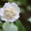 White camellia  screen for extension Chrome web store in OffiDocs Chromium