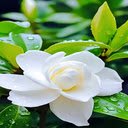 white camellia wallpaper  screen for extension Chrome web store in OffiDocs Chromium