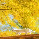 white cat on the roof Wallpaper  screen for extension Chrome web store in OffiDocs Chromium