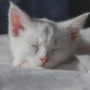 WHITE CAT THEME  screen for extension Chrome web store in OffiDocs Chromium