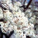 White Cherry Blossom Flowers in Close up Photography  screen for extension Chrome web store in OffiDocs Chromium