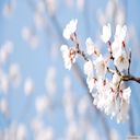 White Cherry Blossom Theme  screen for extension Chrome web store in OffiDocs Chromium