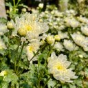 White chrysanthemum garden  screen for extension Chrome web store in OffiDocs Chromium