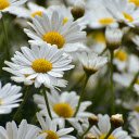 White Chrysanthemum Garden  screen for extension Chrome web store in OffiDocs Chromium