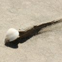 White Clam on the Beach  screen for extension Chrome web store in OffiDocs Chromium