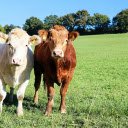 White cow, yellow cow  screen for extension Chrome web store in OffiDocs Chromium