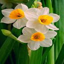 White daffodil wallpaper  screen for extension Chrome web store in OffiDocs Chromium