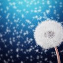White dandelion flower  screen for extension Chrome web store in OffiDocs Chromium