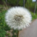 White dandelion flowers  screen for extension Chrome web store in OffiDocs Chromium