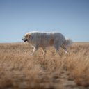 White dog  screen for extension Chrome web store in OffiDocs Chromium