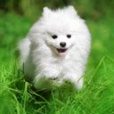White Dog: A Symbol of Purity and Loyalty  screen for extension Chrome web store in OffiDocs Chromium