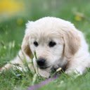 White Dog on the Grass  screen for extension Chrome web store in OffiDocs Chromium