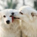 White Dogs Sharing Affection in Close up Portrait  screen for extension Chrome web store in OffiDocs Chromium