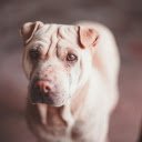White dog with floppy ears  screen for extension Chrome web store in OffiDocs Chromium