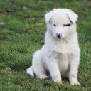 White dog with heart spots  screen for extension Chrome web store in OffiDocs Chromium