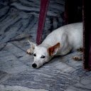 White dog with yellow ears  screen for extension Chrome web store in OffiDocs Chromium