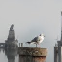 White dove  screen for extension Chrome web store in OffiDocs Chromium