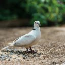 White Dove  screen for extension Chrome web store in OffiDocs Chromium