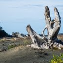 White dry tree stump  screen for extension Chrome web store in OffiDocs Chromium