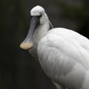 White duck billed bird  screen for extension Chrome web store in OffiDocs Chromium