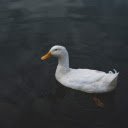 White duck in the pond  screen for extension Chrome web store in OffiDocs Chromium