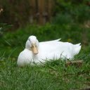 White Duck Lying on the Grass  screen for extension Chrome web store in OffiDocs Chromium