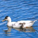 White duck with black spots  screen for extension Chrome web store in OffiDocs Chromium
