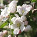 White false apple flower branches  screen for extension Chrome web store in OffiDocs Chromium