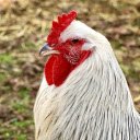 White feathered chicken  screen for extension Chrome web store in OffiDocs Chromium