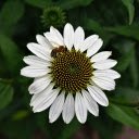 White flower  screen for extension Chrome web store in OffiDocs Chromium