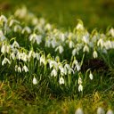 White flower bed  screen for extension Chrome web store in OffiDocs Chromium