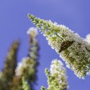 white flower branch and butterfly  screen for extension Chrome web store in OffiDocs Chromium