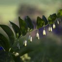 White flower branches  screen for extension Chrome web store in OffiDocs Chromium
