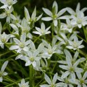 White flower branches bloom  screen for extension Chrome web store in OffiDocs Chromium