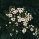 White flower branch with long pistil  screen for extension Chrome web store in OffiDocs Chromium