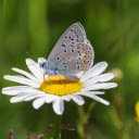 White Flower Butterfly Beautiful  screen for extension Chrome web store in OffiDocs Chromium