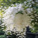 White flower cluster wallpaper  screen for extension Chrome web store in OffiDocs Chromium
